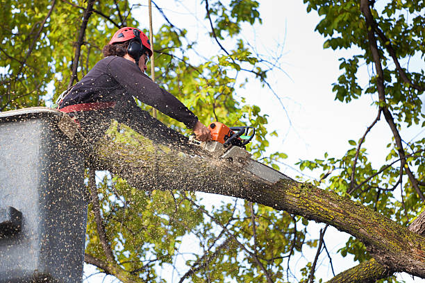 Tree Care Services